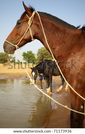 Horses waiting by the Niger river on the way to Djenne with blue sky