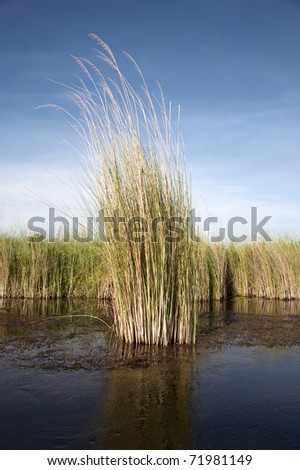 Landscape of water and grass in the Okavango Delta in North of Botswana. The Delta is the biggest sweatwater reservoir in this area and the water is absolutely clean