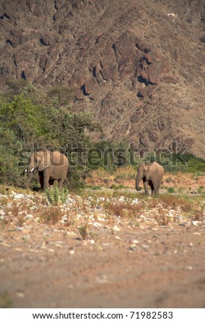 Group of elephants eating in a river bed in the Skeleton Coast Desert, Namibia