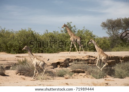 Giraffes running in the desert of Kaokoland, Namibia
