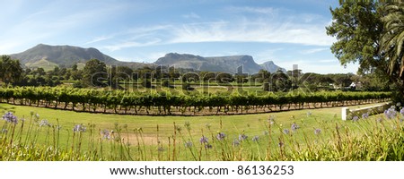 Panorama of a wine producer in Cape Town, South Africa.