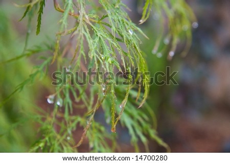 Green Japanese Maple after the Rain II