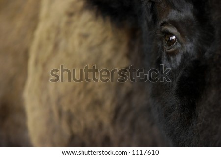 American Bison (Bison bison) American Buffalo [Stuffed]