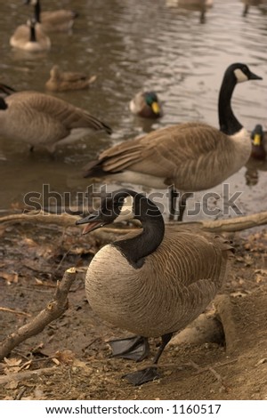 Geese at Water\'s Edge - Branta canadensis