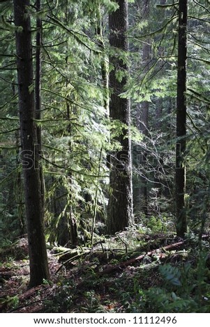 Old and new Fir trees representing natural diversity in an old growth forest - Pacific Northwest