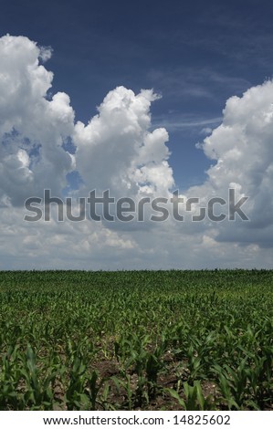 Cornfield with cloud formations