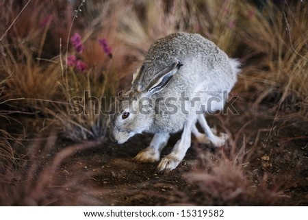 Easter bunny - Jack Rabbit - Prairie bunny