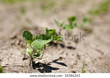 spring crops of \