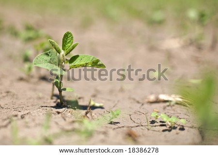 Single sprout in focus along a row of spring crop soybeans in near drought conditions. A challenge to spring-time soybean crops  also known as \