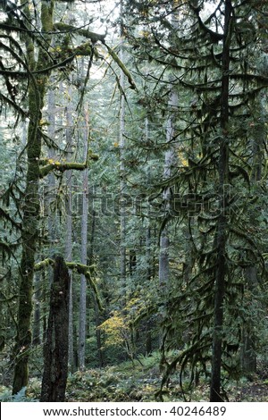 Old growth forest with douglas fir trees - fall season