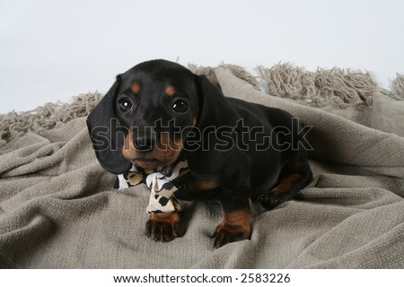 stock photo : Black sausage dog puppy