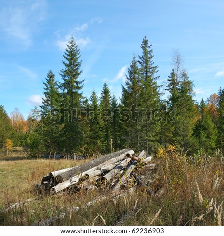 Old felled trees in autumn forest.