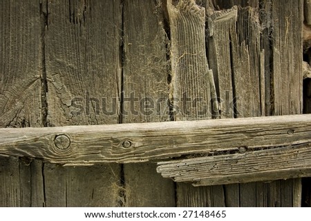 An old worn wood panel with spider webs and worm holes
