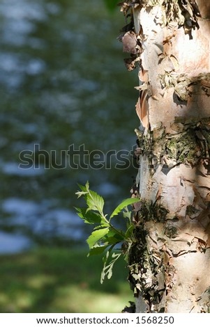 Birch trunk close-up. Natural lighting.