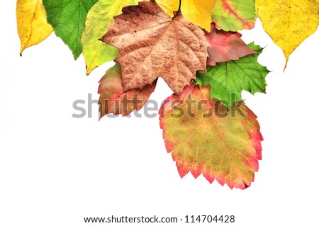 Colorful Fall Leaves Isolated on White Background