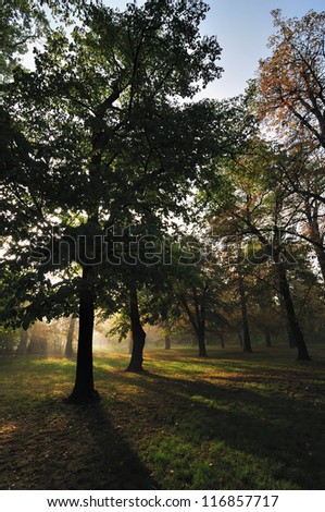 Autumn Morning Light in Park with Maple Trees