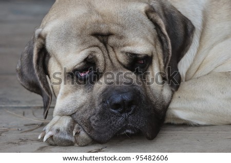 Portrait of english mastiff who sleep on the porch