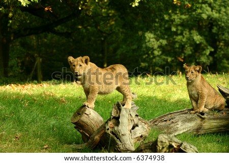 young lion cubs
