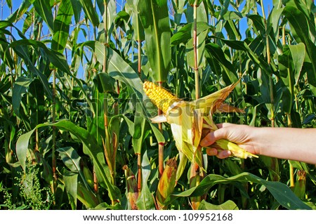 corn field and corn cob / corn field