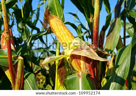 corn field and corn cob / corn field