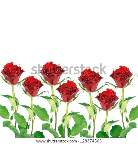 red roses background / roses