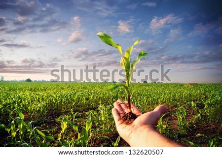 Hand holding a corn plant / corn plant