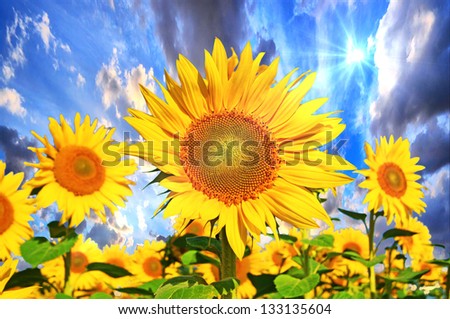 sunflower field with beautiful sky and clouds / sunflower field