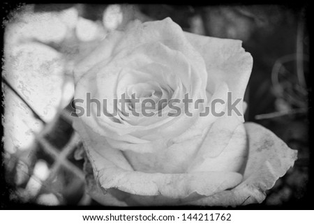 white rose in black and white vignette / Rose