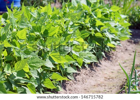 bean plant in a garden / bean plant