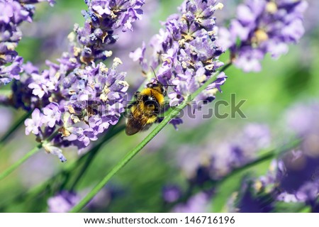 Bumble bee on a lavender flower / bumble bee and flower