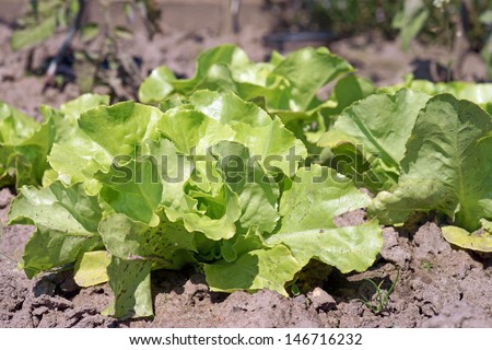 salad plant in a garden / salad plant