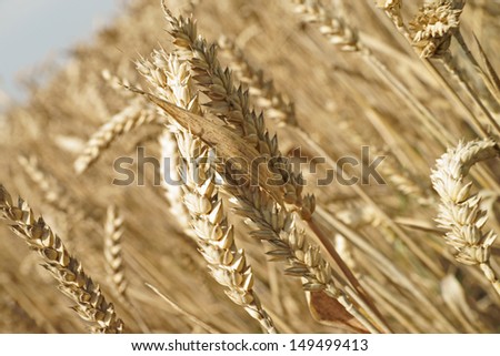wheat field / agriculture