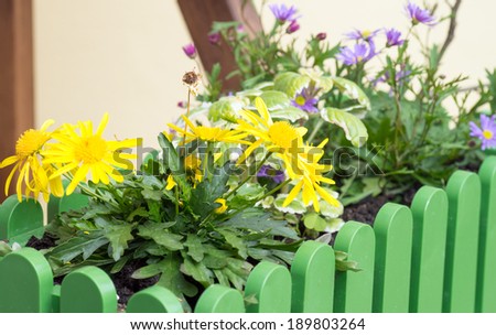 various flowers in a flower box / Flowers