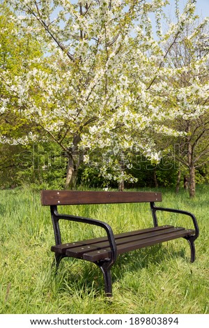Garden bench in the park / Garden Bench