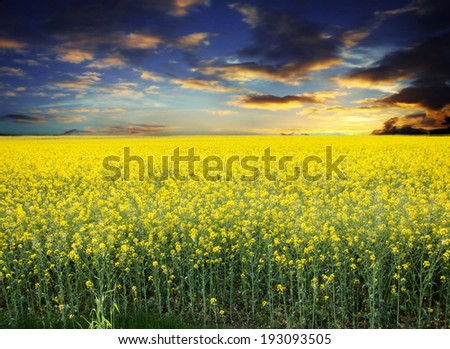 Rapeseed field and sky with clouds and sun / Rapeseed field
