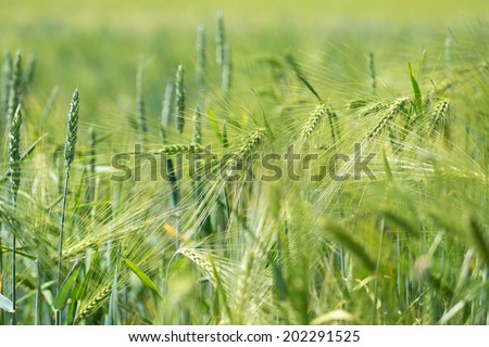 Barley field with young plants / Barley field