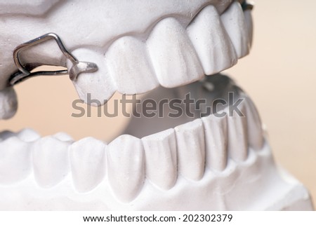 Model of a human teeth / dental health