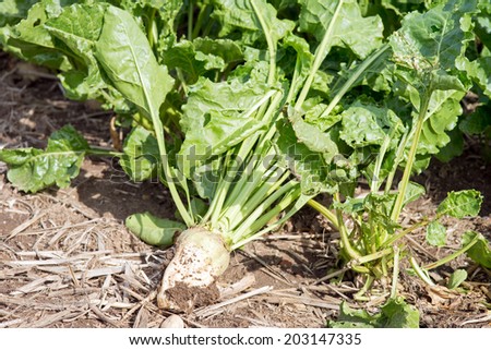 Sugar beet on a field / Sugar beet