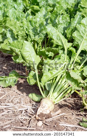 Sugar beet on a field / Sugar beet