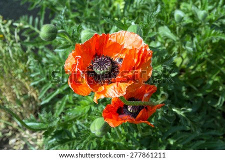 Poppy flower in a garden / Poppy