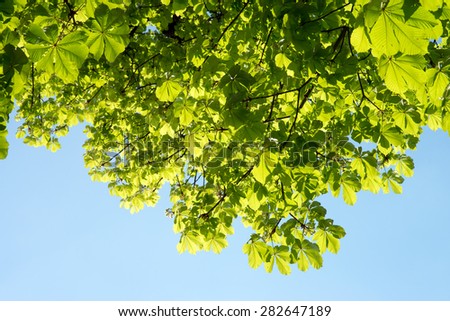 Chestnut tree and blue sky / Chestnut tree