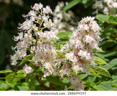 Blossoms of a chestnut tree / Chestnut tree