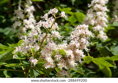 Blossoms of a chestnut tree / Chestnut tree