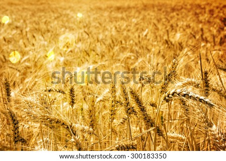 Barley field with many barley ears / Barley field