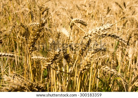 Barley field with many barley ears / Barley field