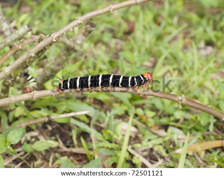 black and white caterpillar. photo : large lack white