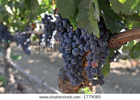 Grapes ripening on the vine in Napa Valley, California