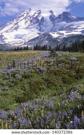 Mount Rainier and wildflowers as seen from Mazama Ridge in summer; Mount Rainier National Park, Washington