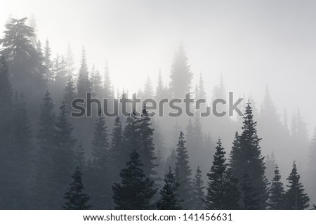 Trees And Fog; Mount Rainier National Park In Summer; Washington State