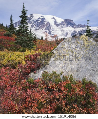 Huckleberry turns red at the base of Mount Rainier in Autumn; Mount Rainier National Park, Washington State